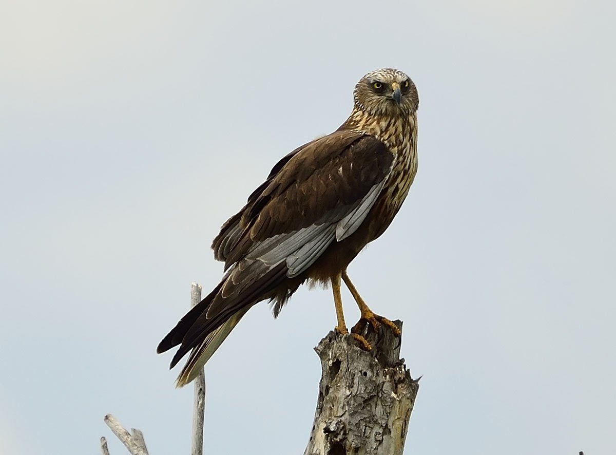 Ястреб в Поволжье