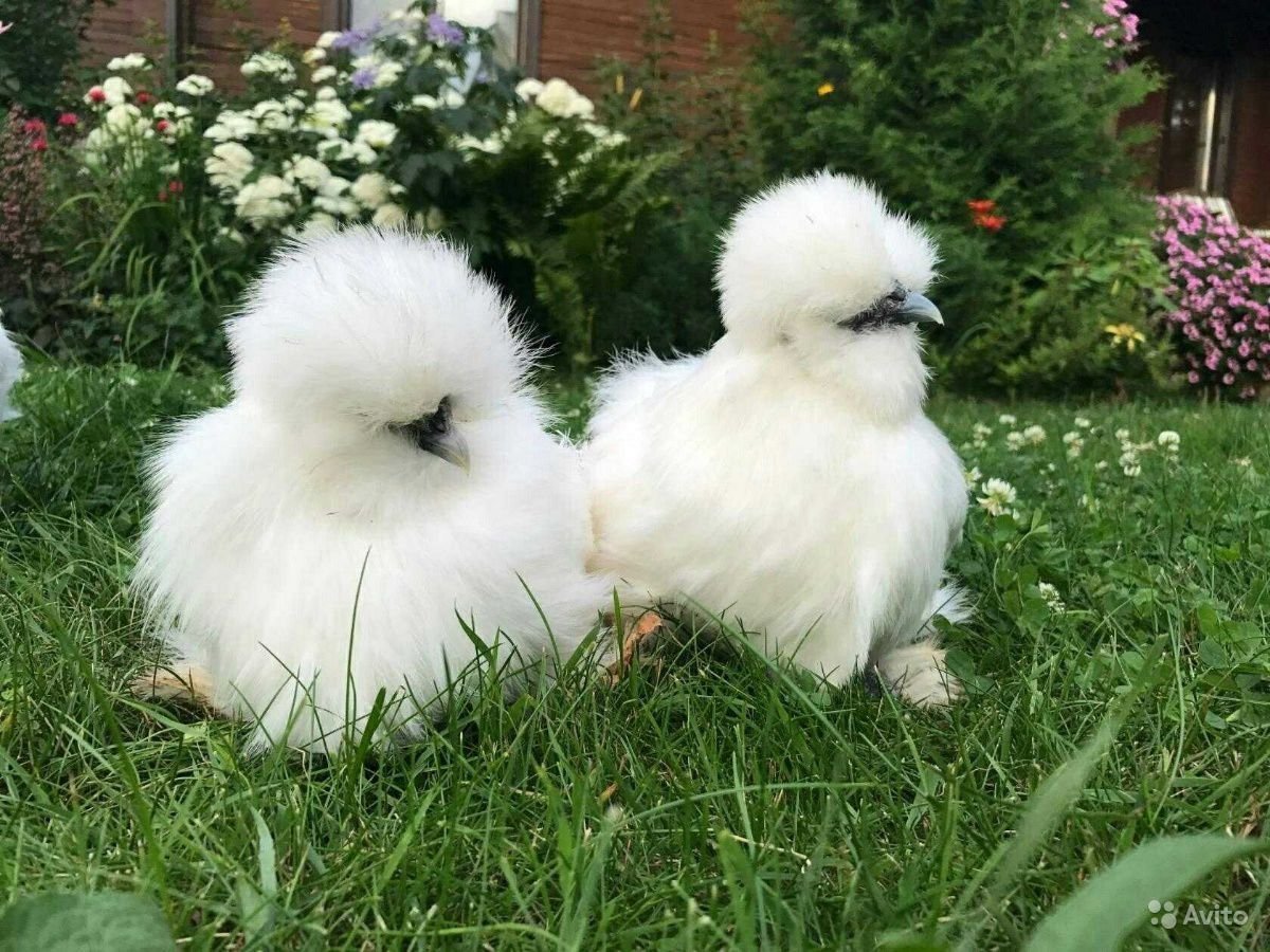 Декоративная курица пушистая