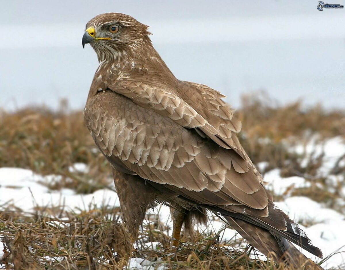 Ястребиный Сарыч