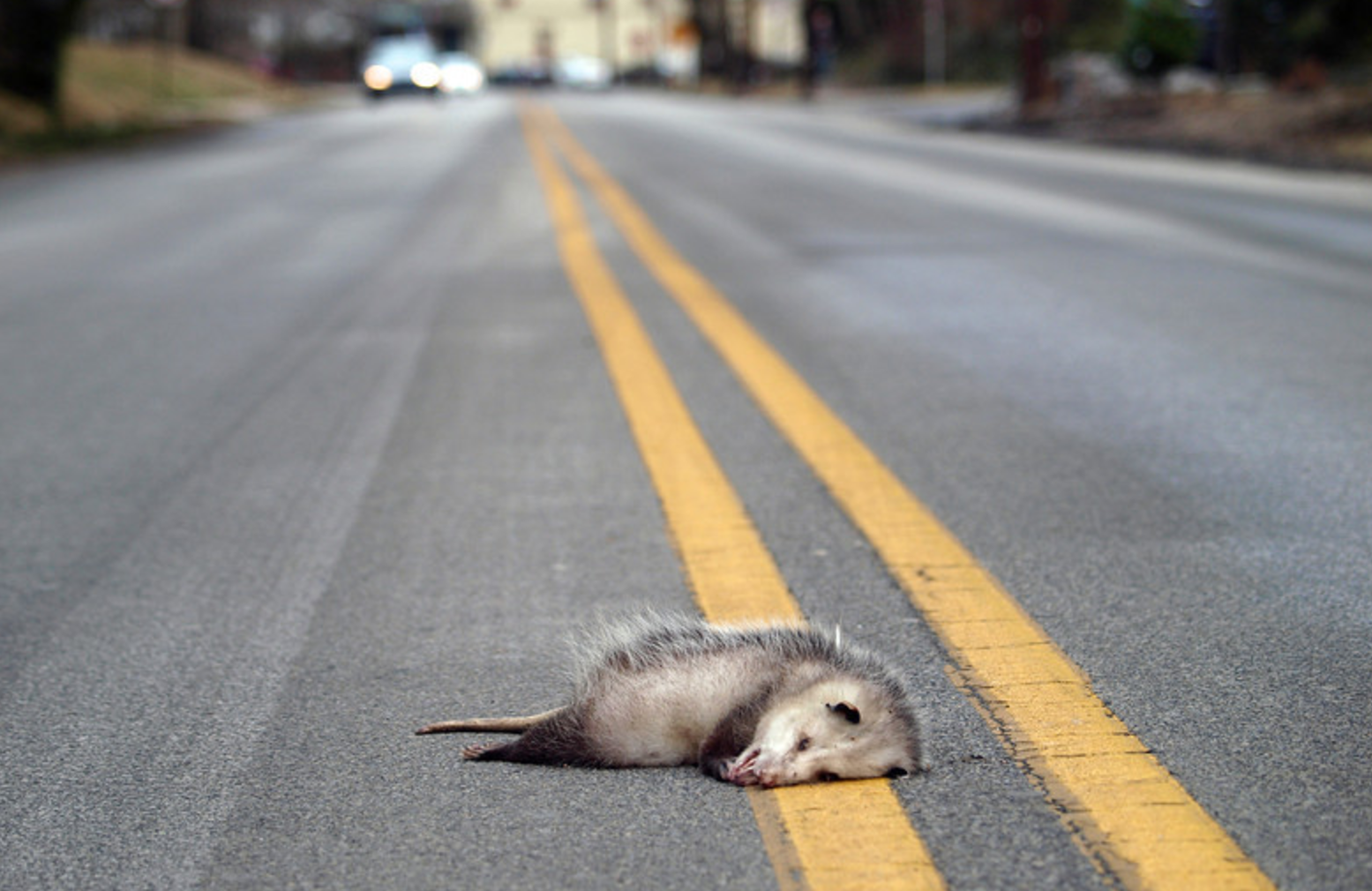 Животные на дороге. Раздавленные животные на дороге. Сбитое животное на дороге.