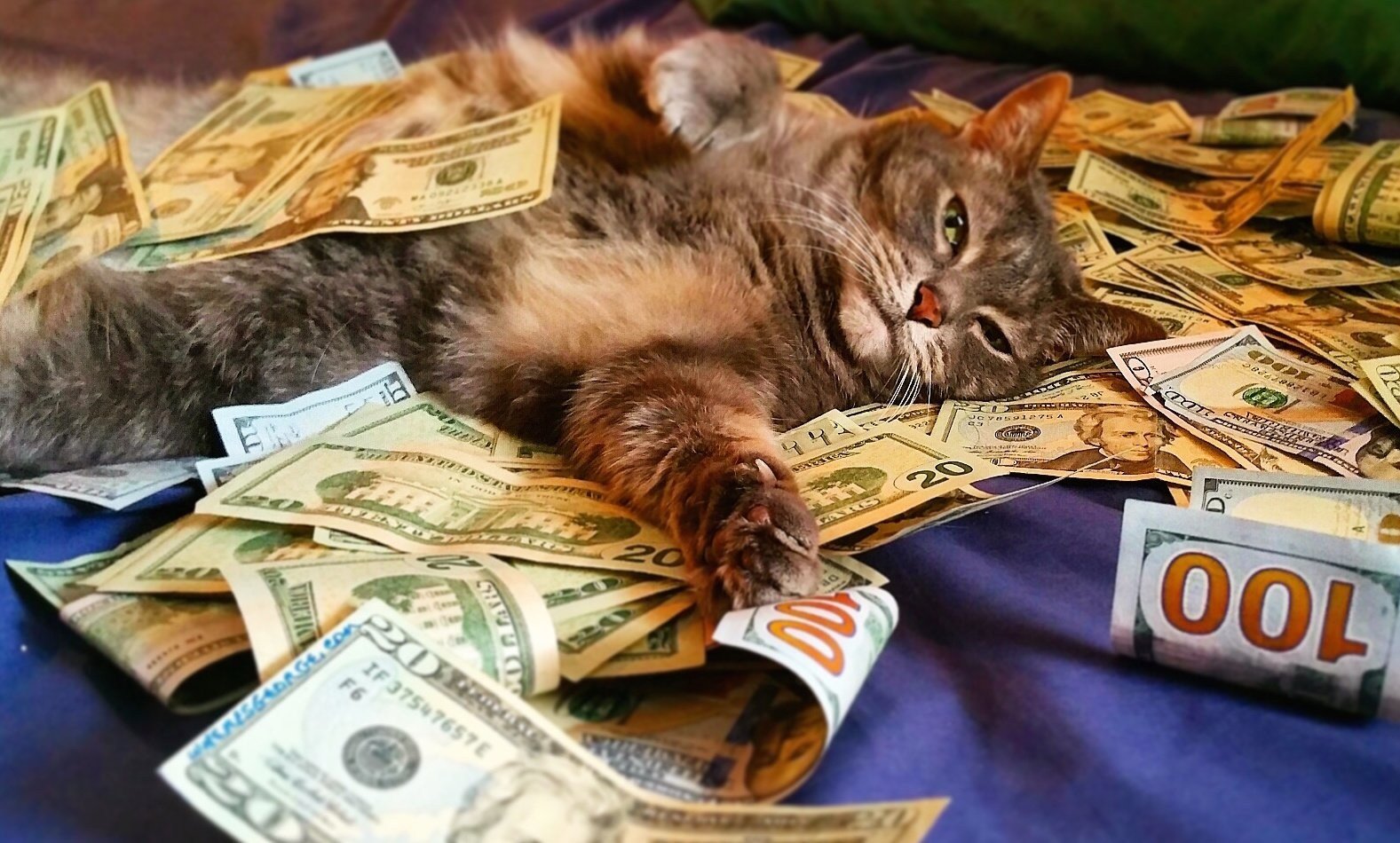 Кэтс много денег. Денежный кот. Кошка с деньгами. Животные с деньгами. Деньги со зверями.