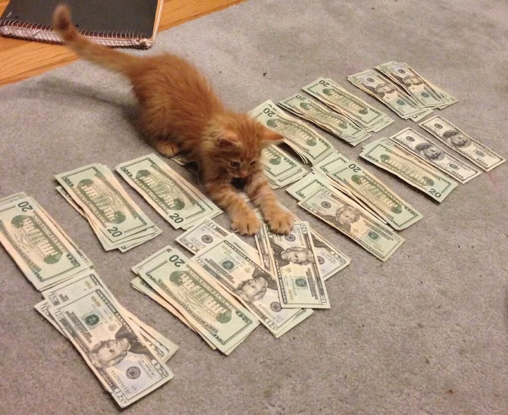 Лиса с деньгами