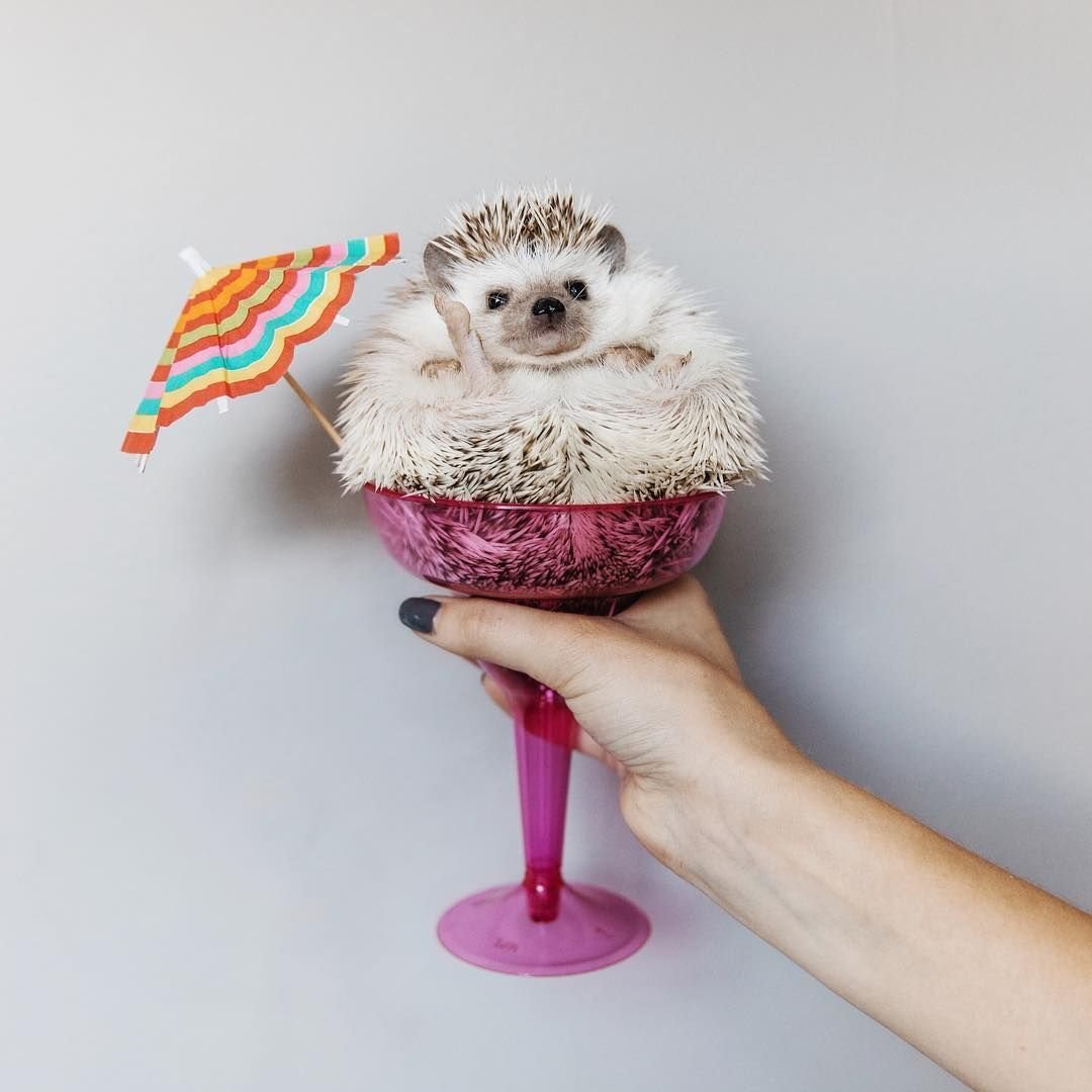 Необычные ежики