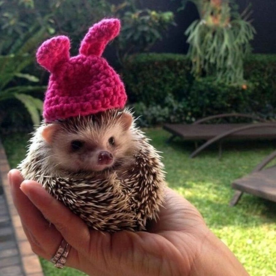 Милые ежики в одежде