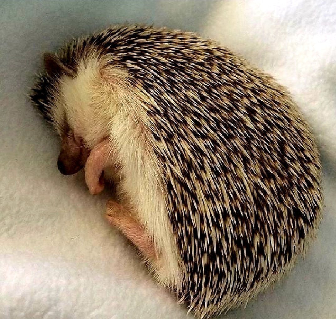 Хитрый Ежик