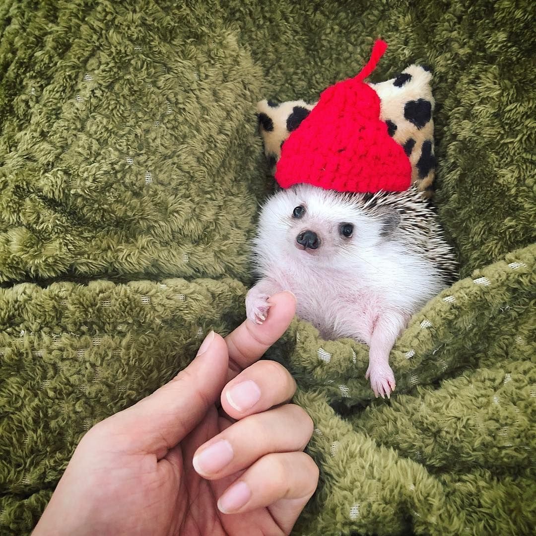 Милые домашние ежики