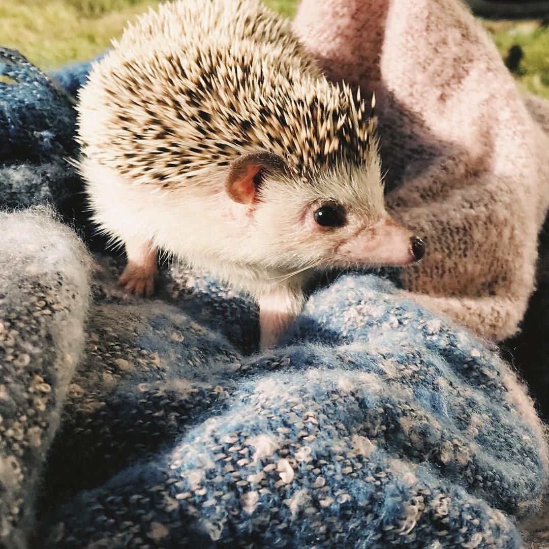 Стриженный Ежик