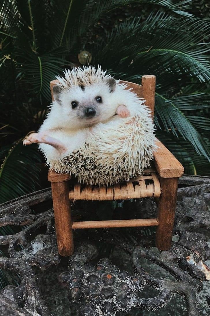 Ежик в кресле