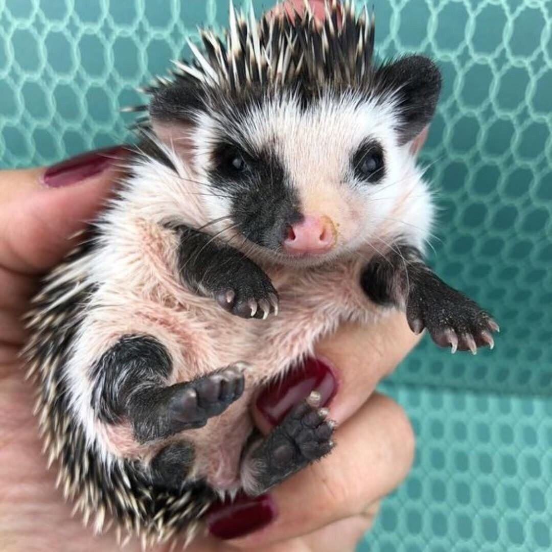 Маленькие животные