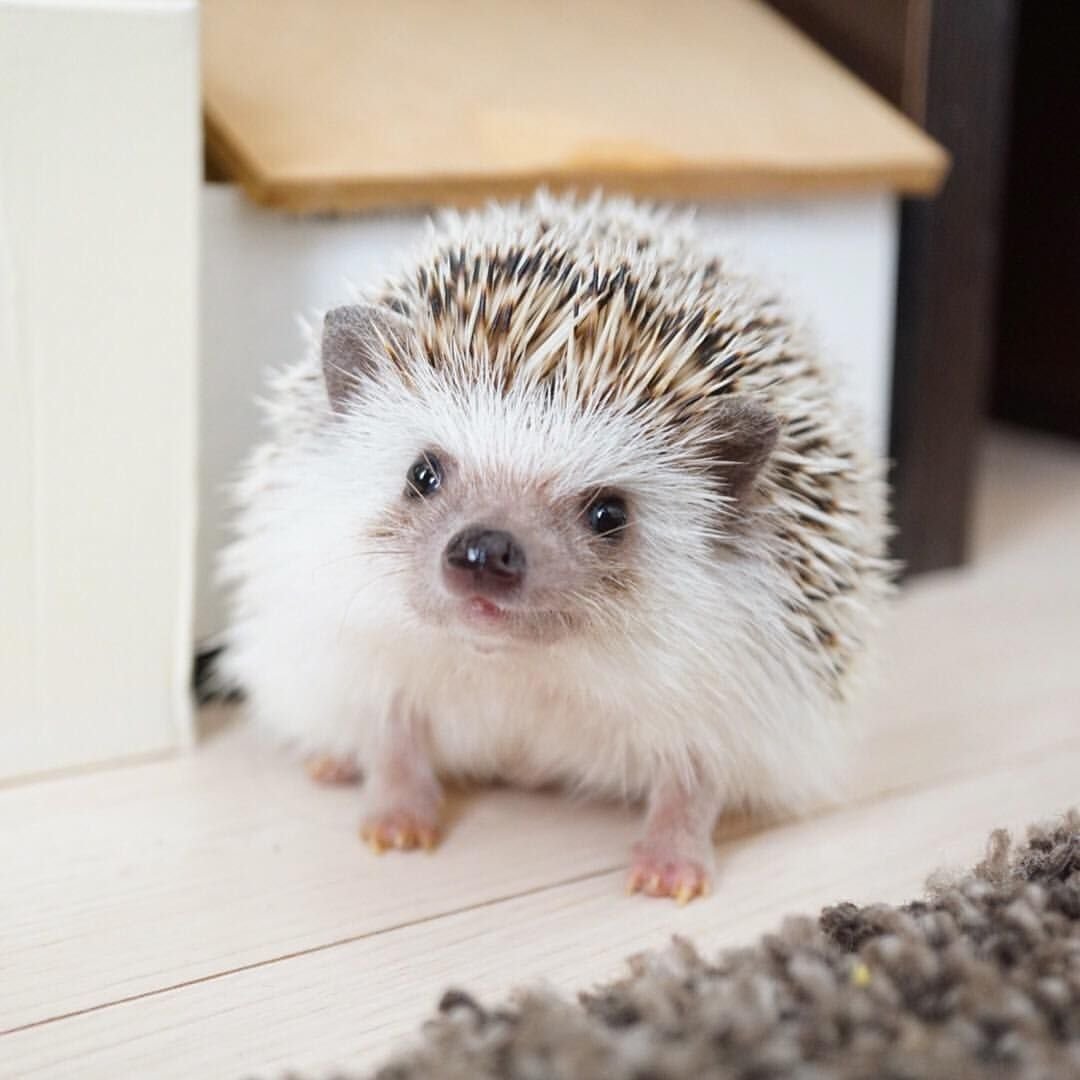 Ежик милый Эстетика