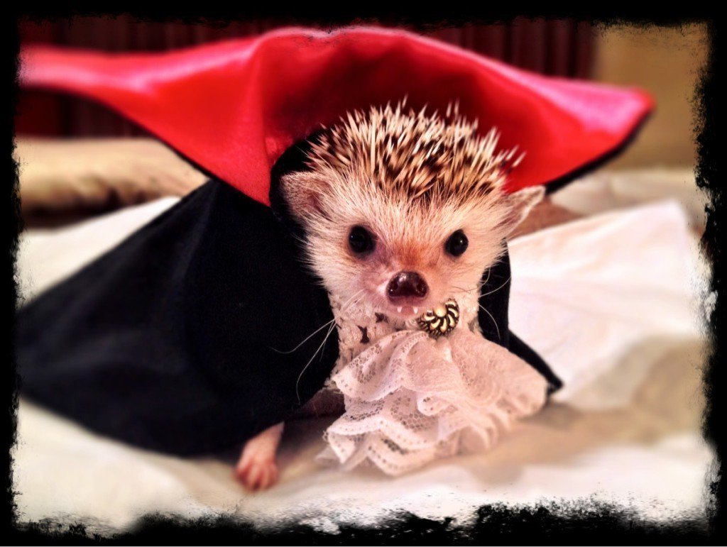 Ежик вампир