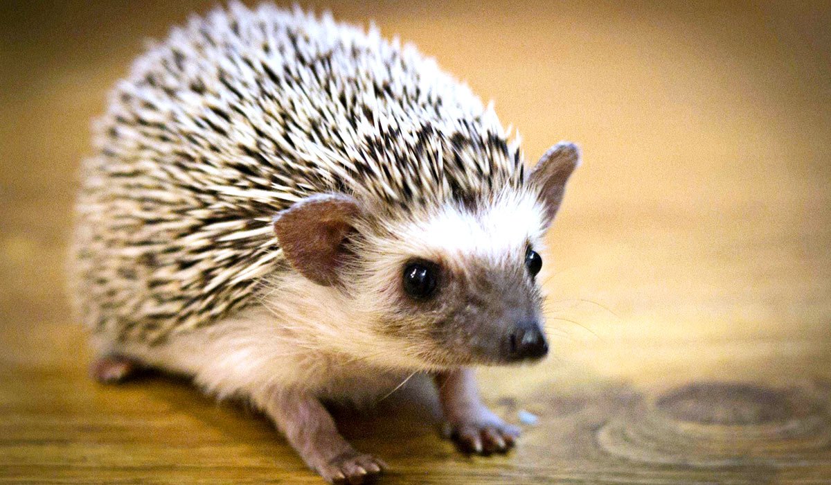 Африканский Ушастый Ежик