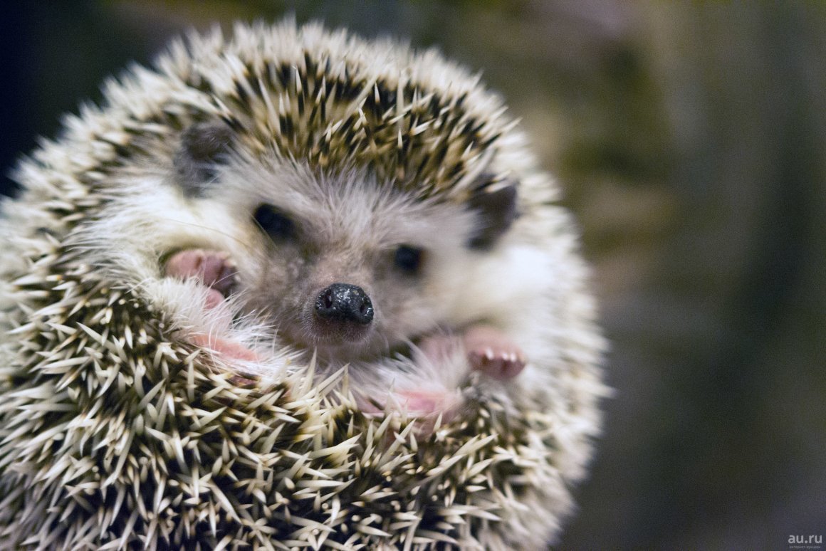 Белобрюхий ёж