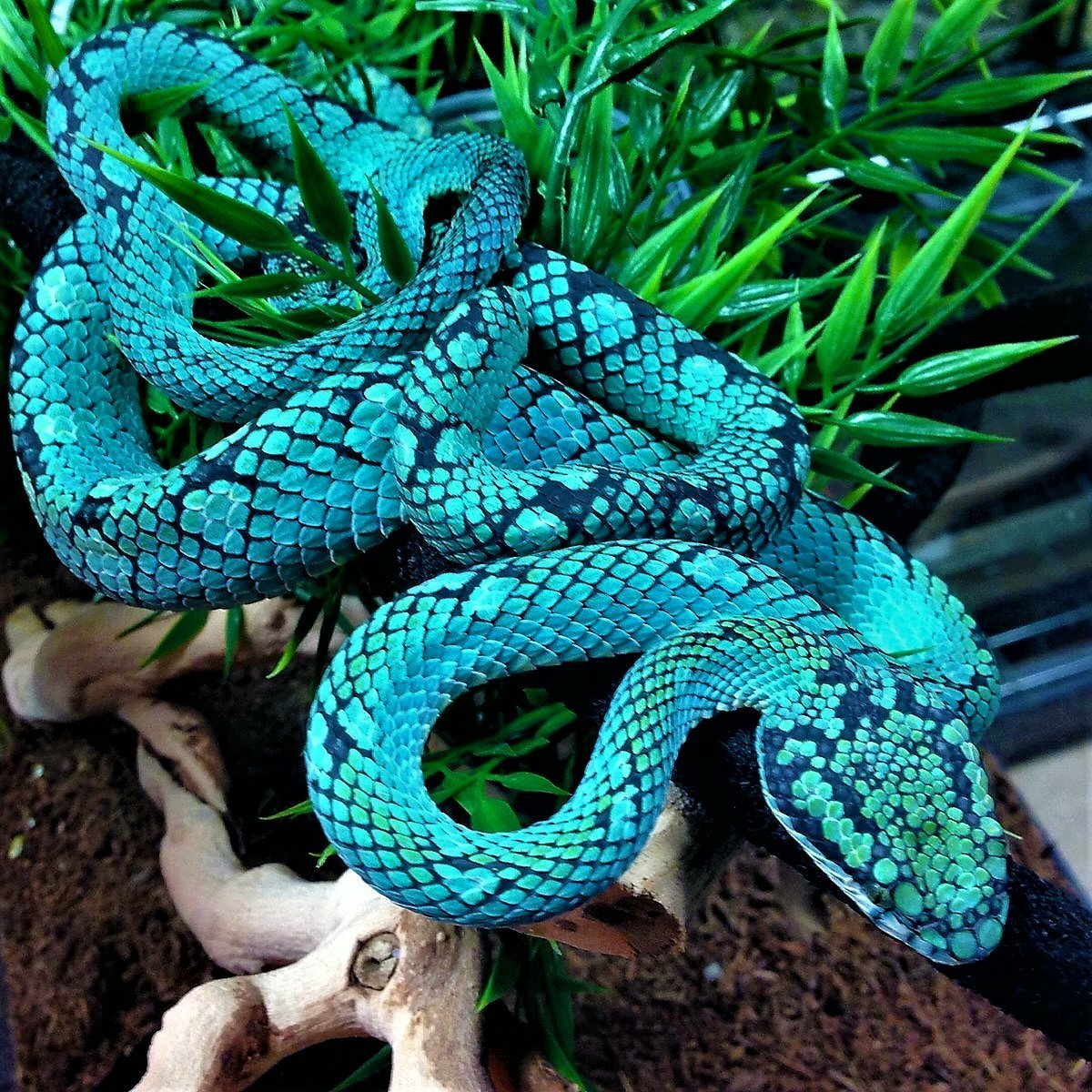 Самые красивые змей в мире. Цейлонская куфия. Голубая комодская куфия. Голубая куфия гадюка. Бамбуковая куфия змея.
