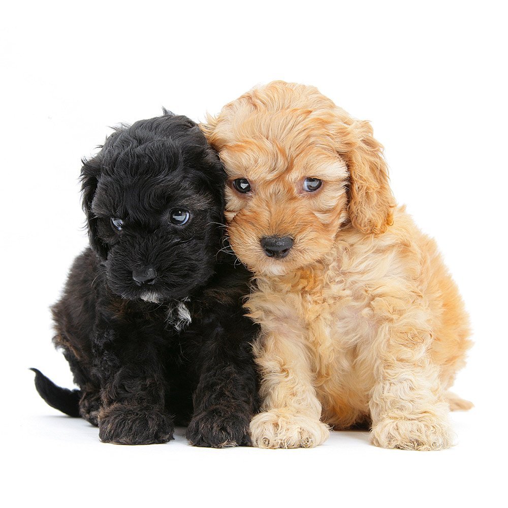 Кокер-пудель кокапу черный