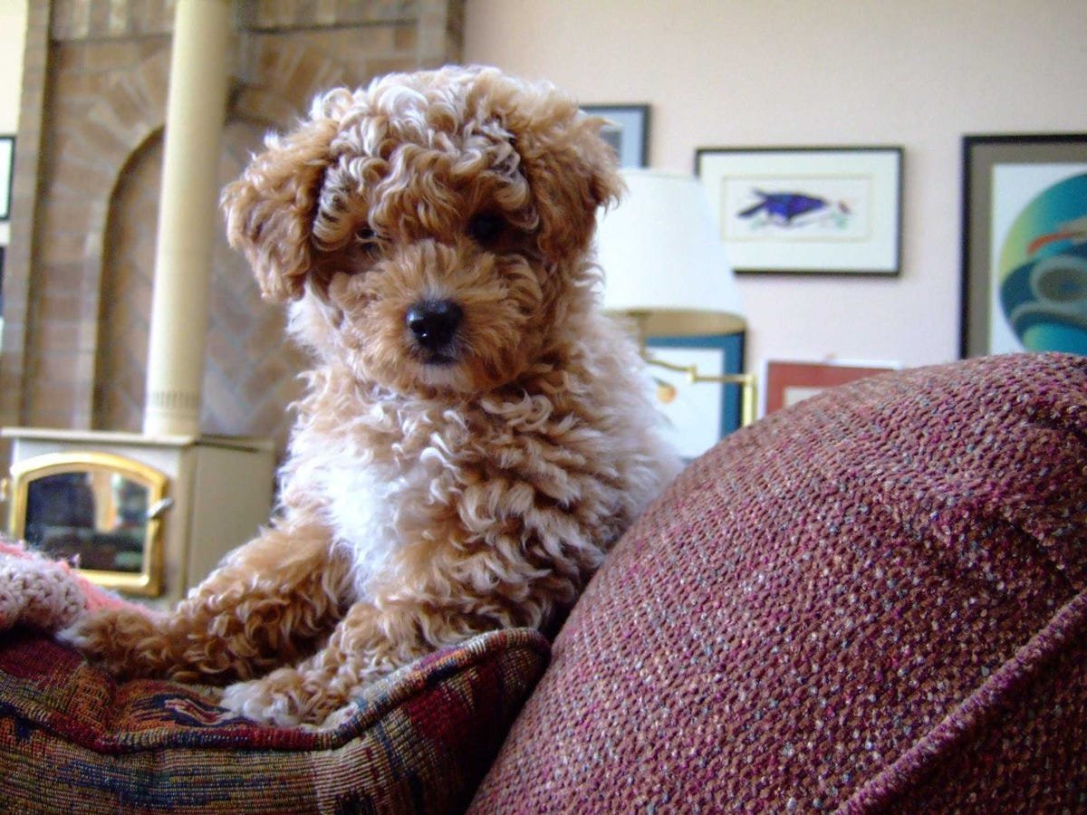 Кокер спаниель маленький