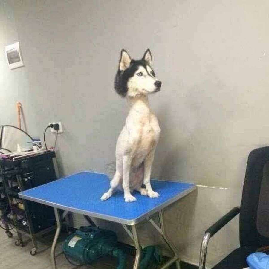 Стрижка собак хаски