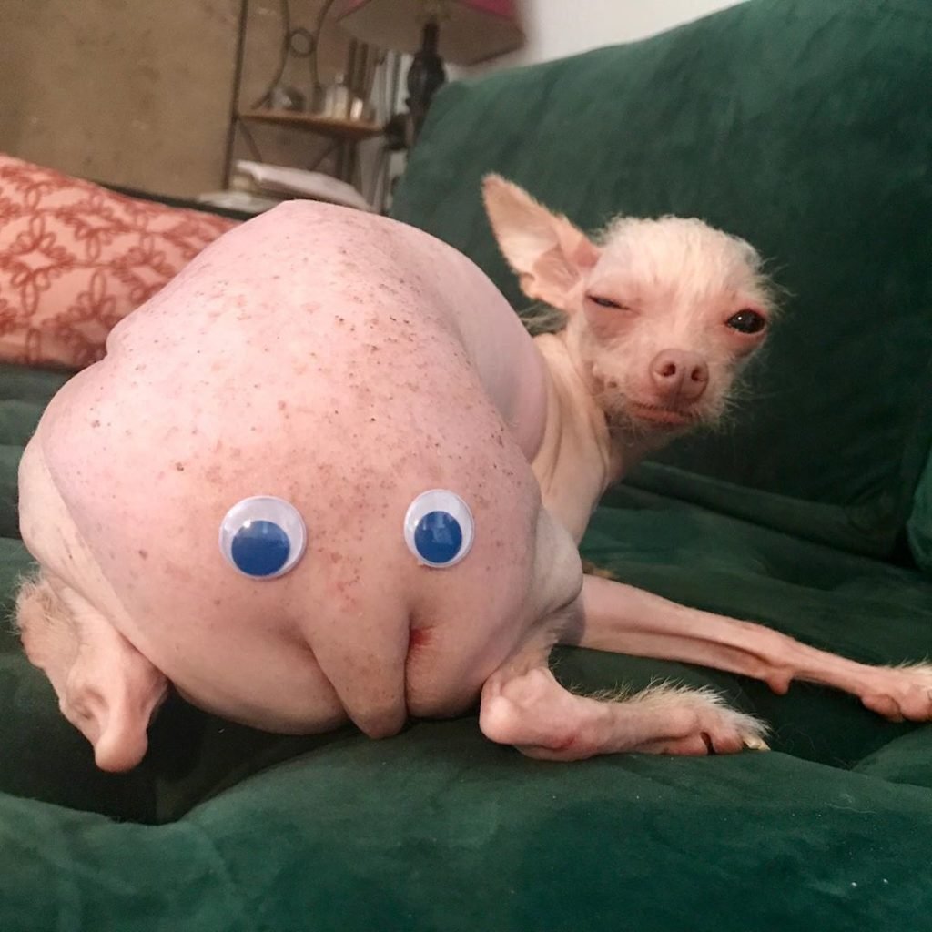 Собака Туна порода