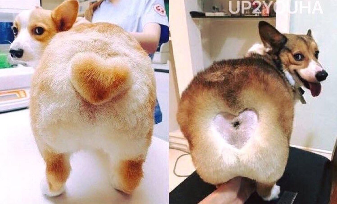 Смешно подстриженные собаки