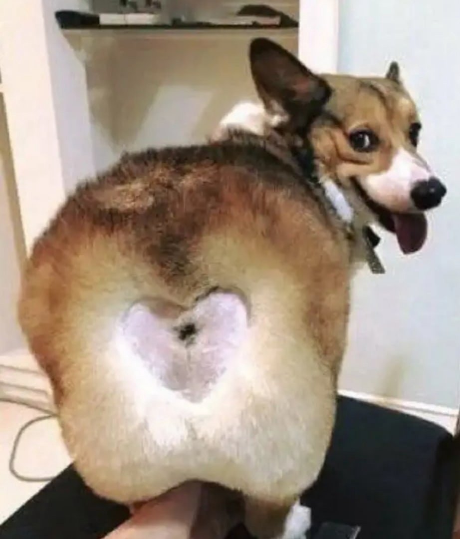 Стрижка собак хаски