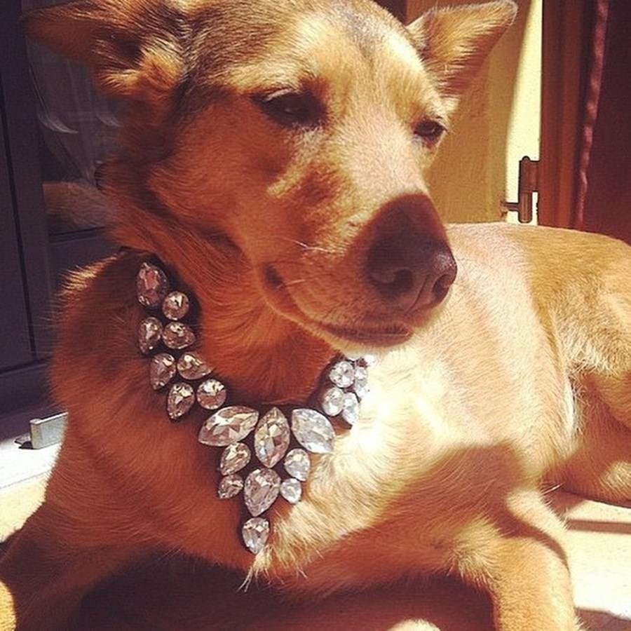 Борзая Эрис собака