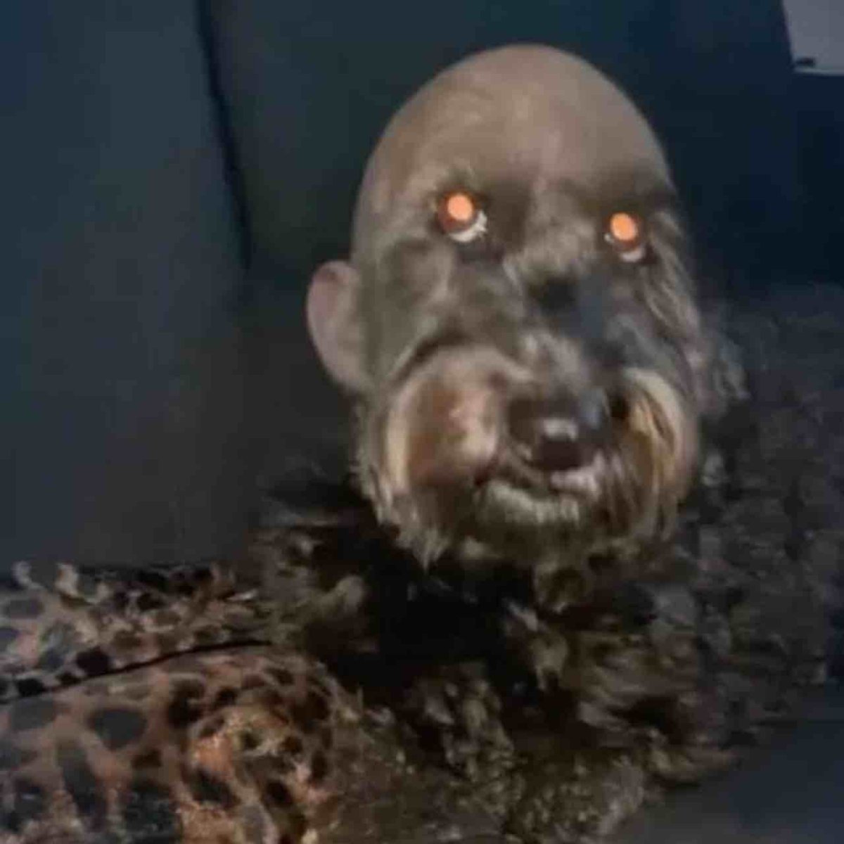 Собака с бритой голобу