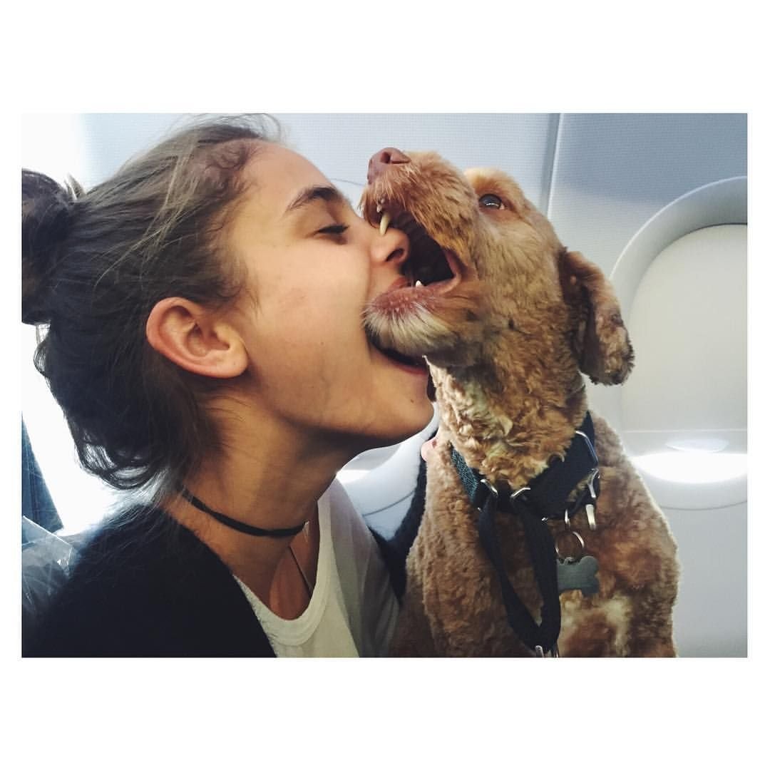 Лысый помиранскийшпитц