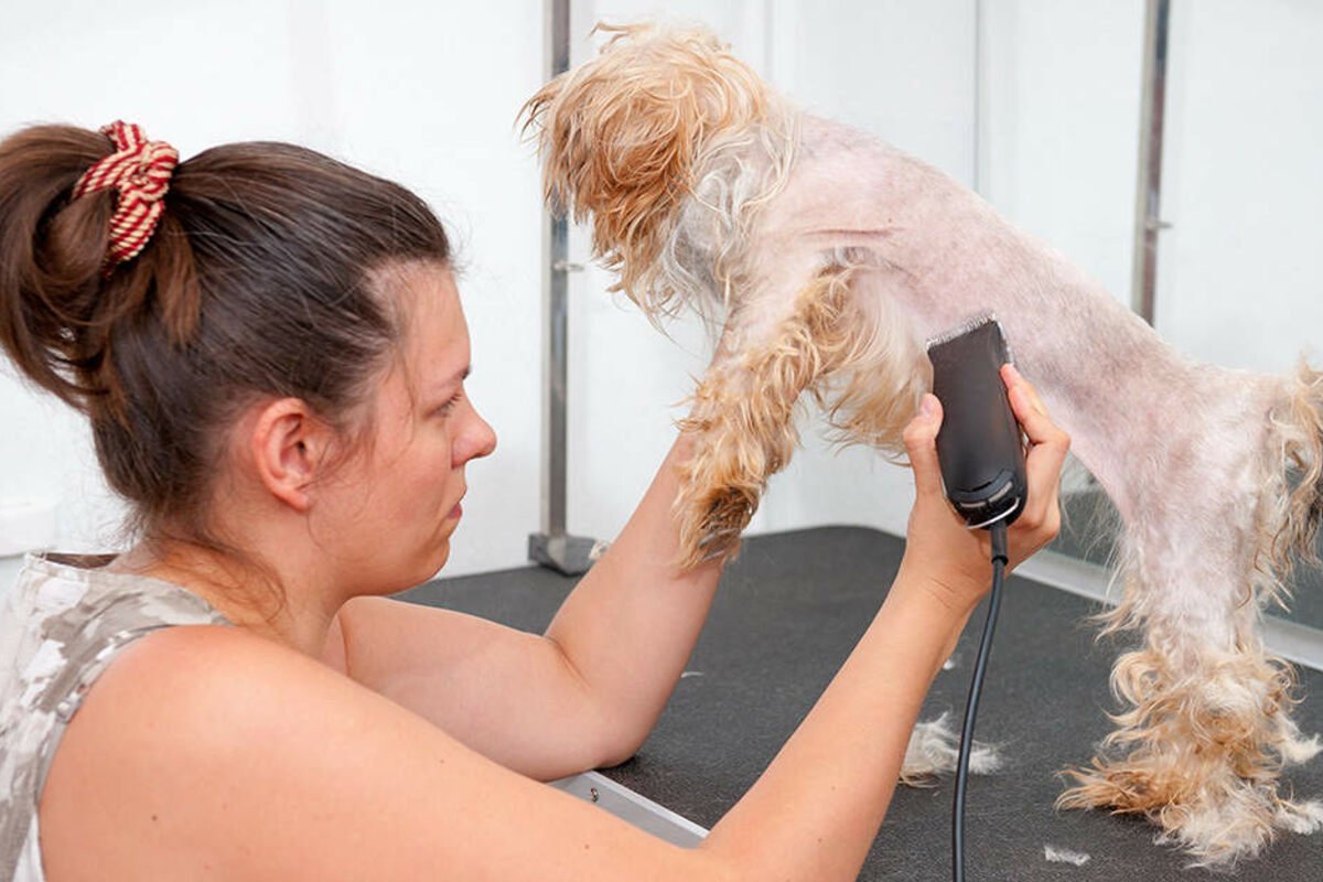 Бритая собака Мем