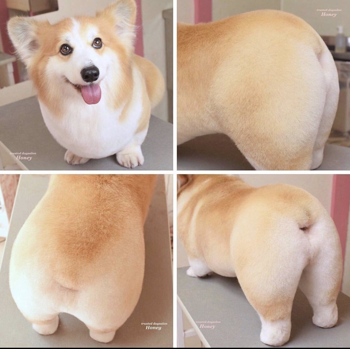 Морщинистый канадский сфинкс