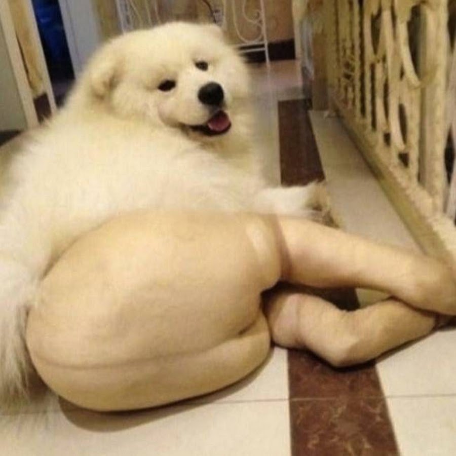 Груминг корги пемброк