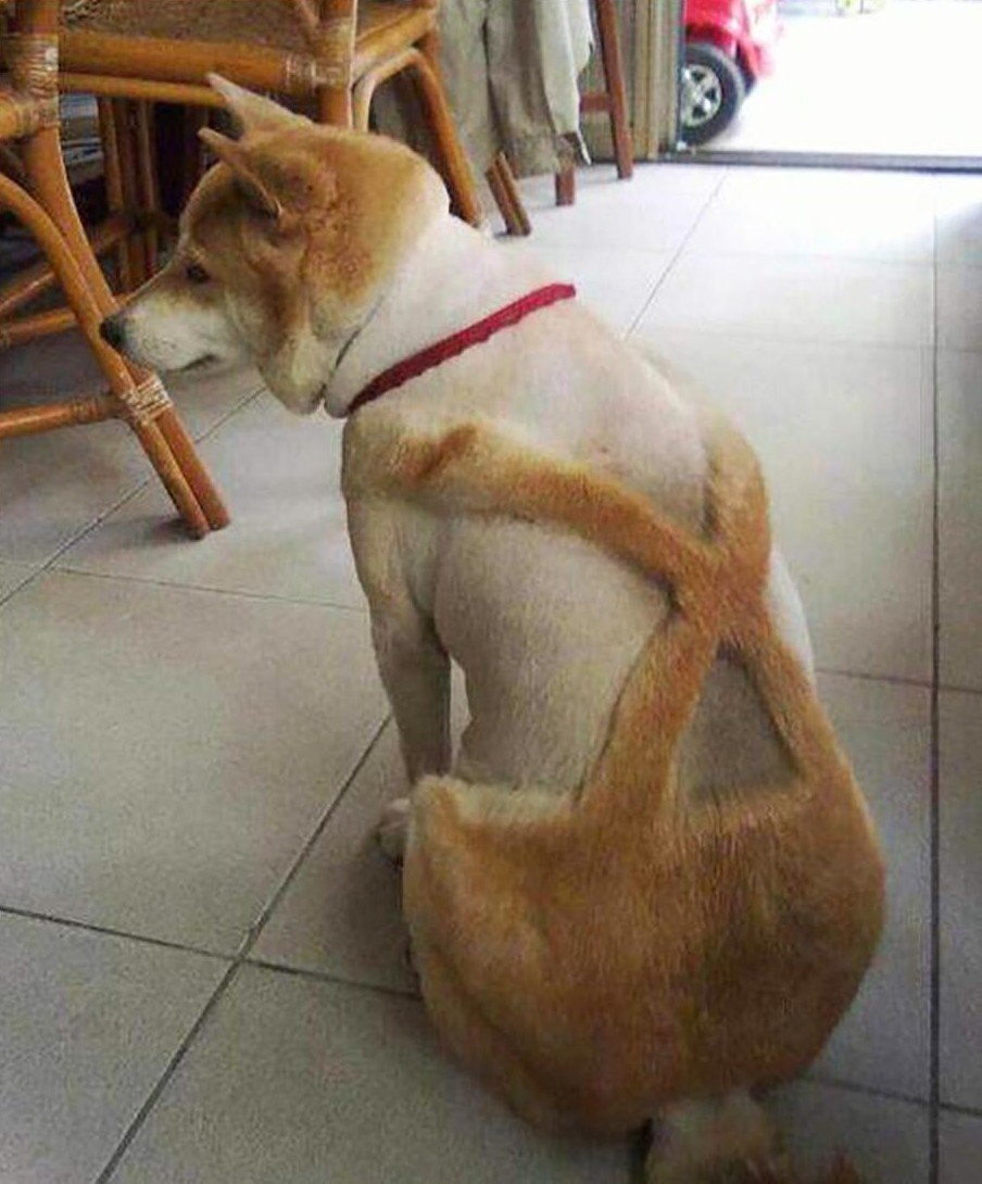 Лысый зверек