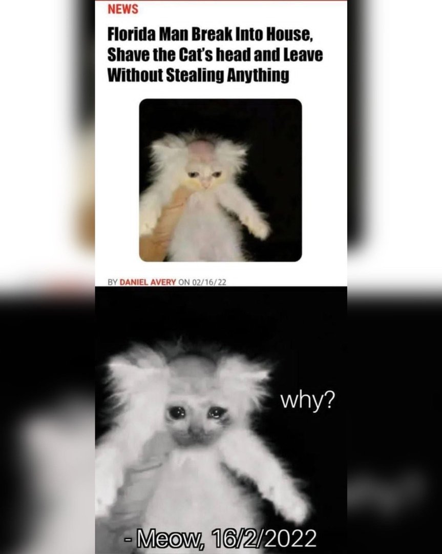 Побритый кот