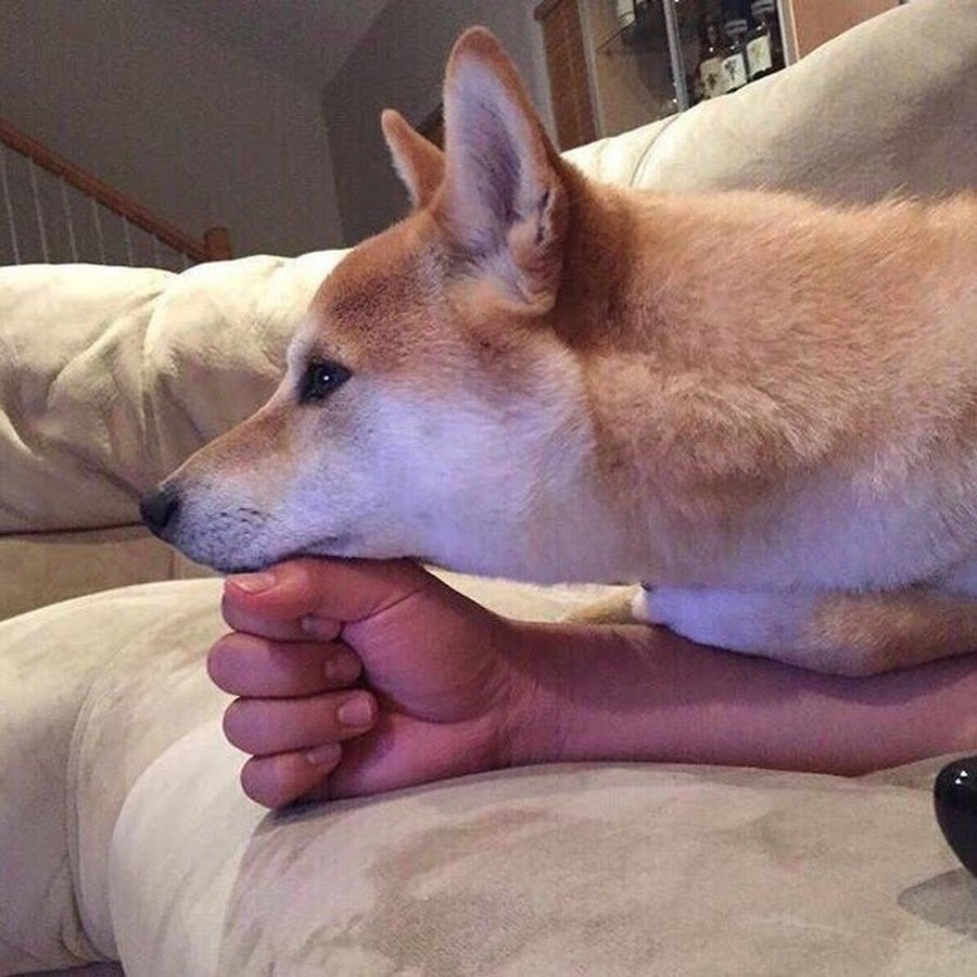 Собака Тейлор Хилл порода