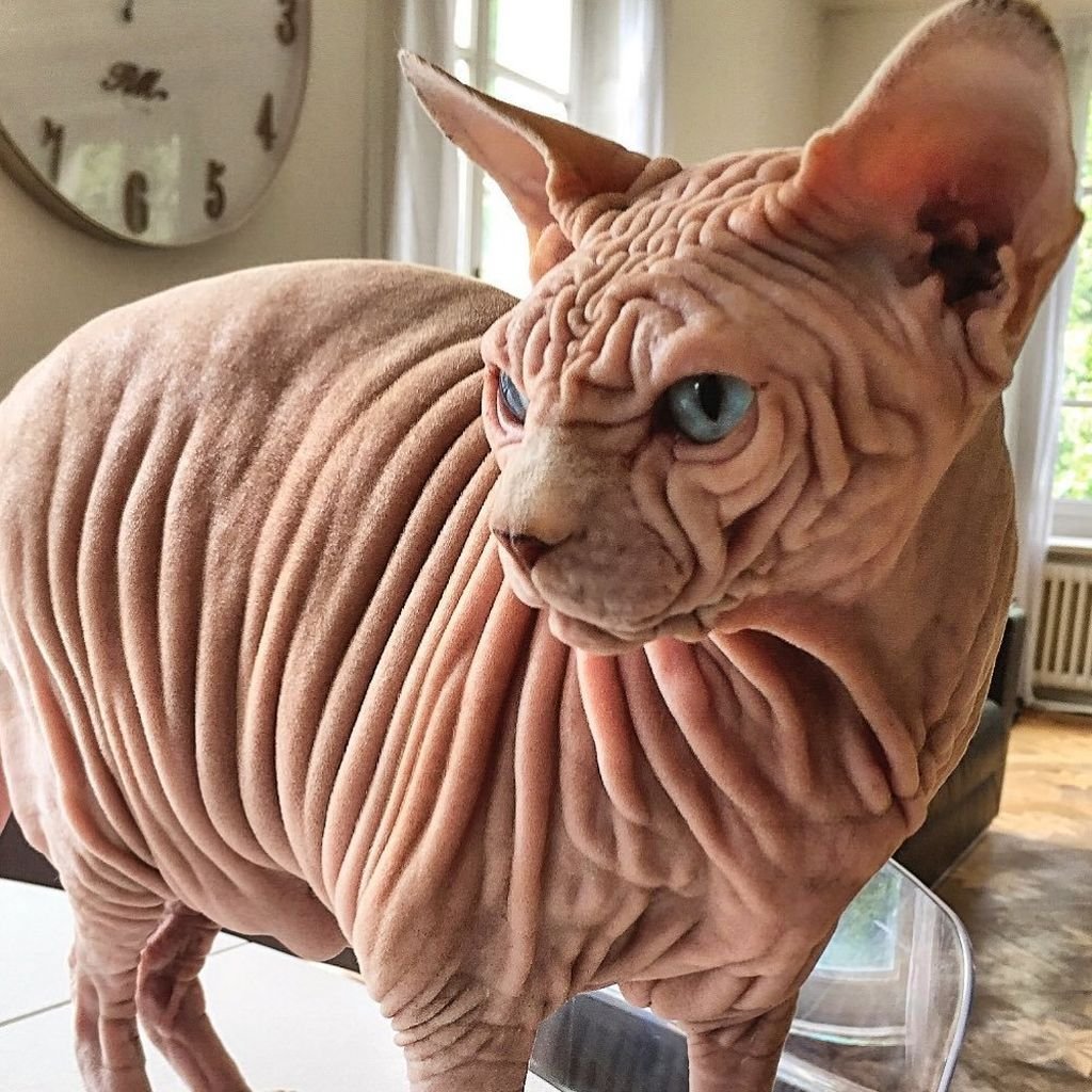 Смешные стрижки собак