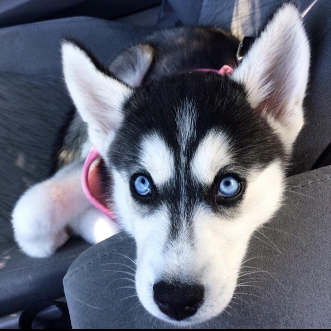 Тату собака на спине