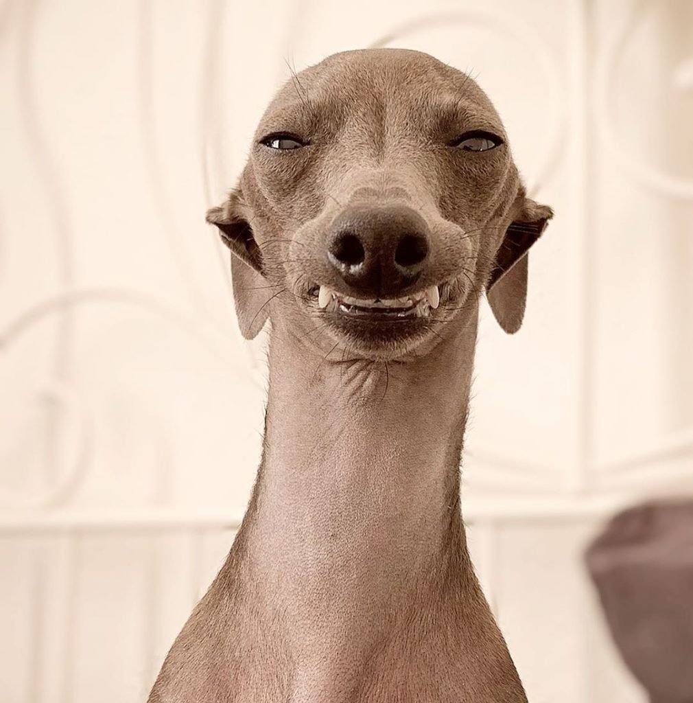 Кот с бритой головой