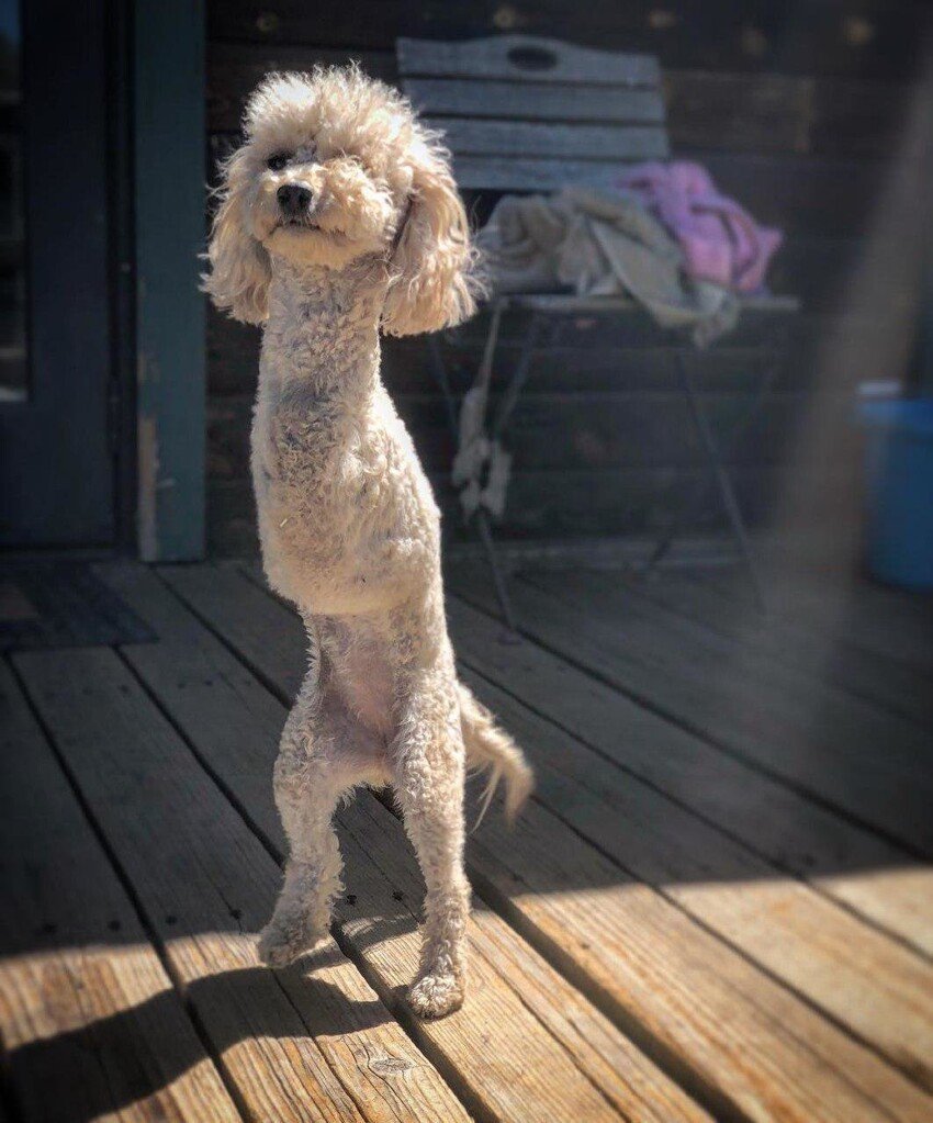 Зендая с собакой