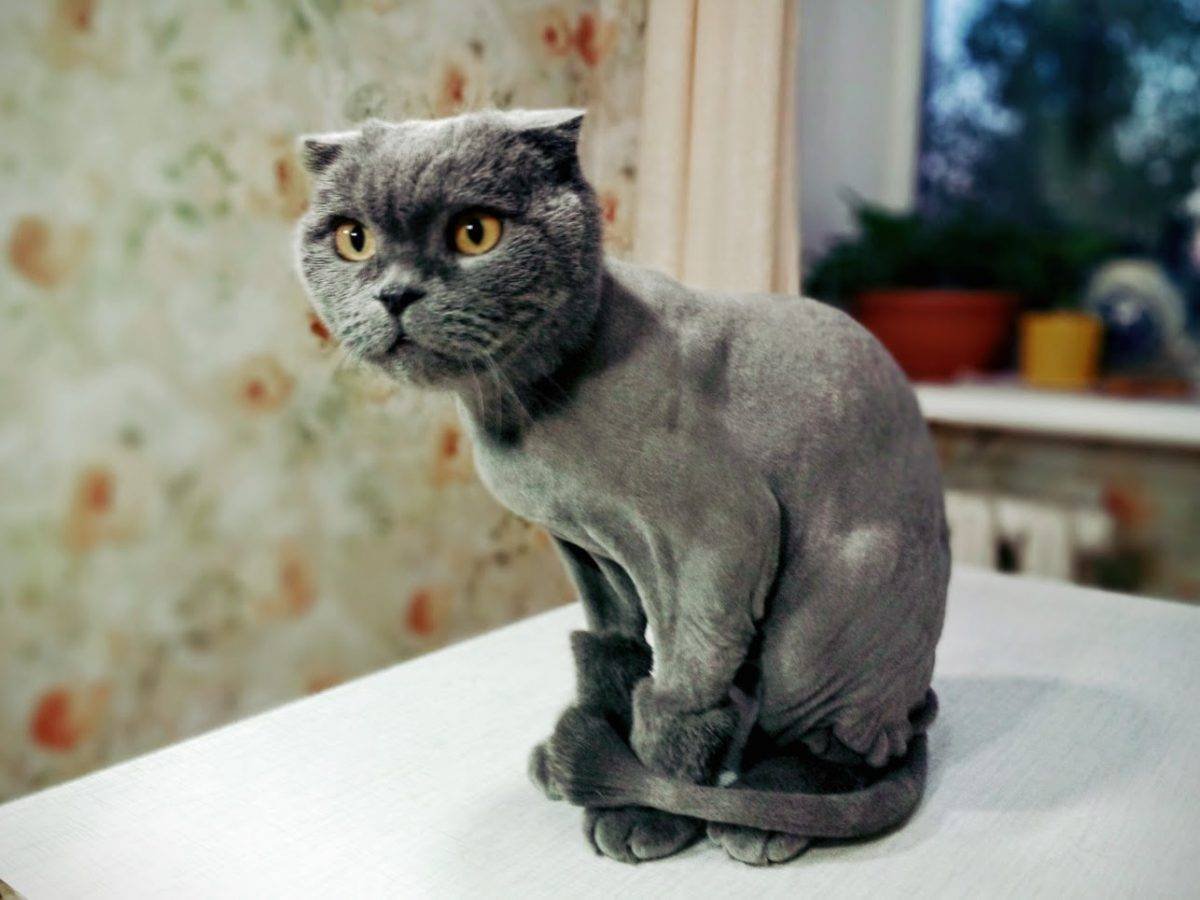 Кот Годзилла стрижка