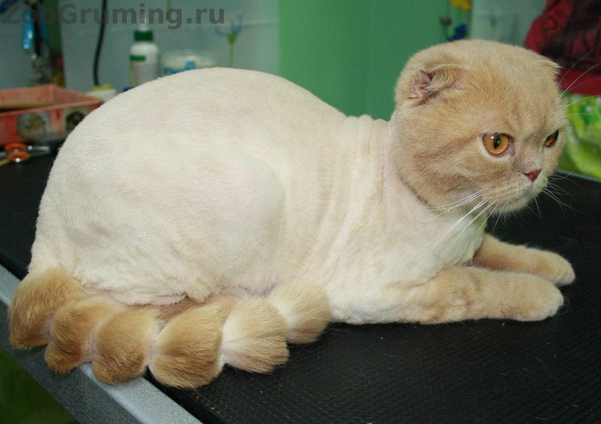 Грумминг шотландских кошек