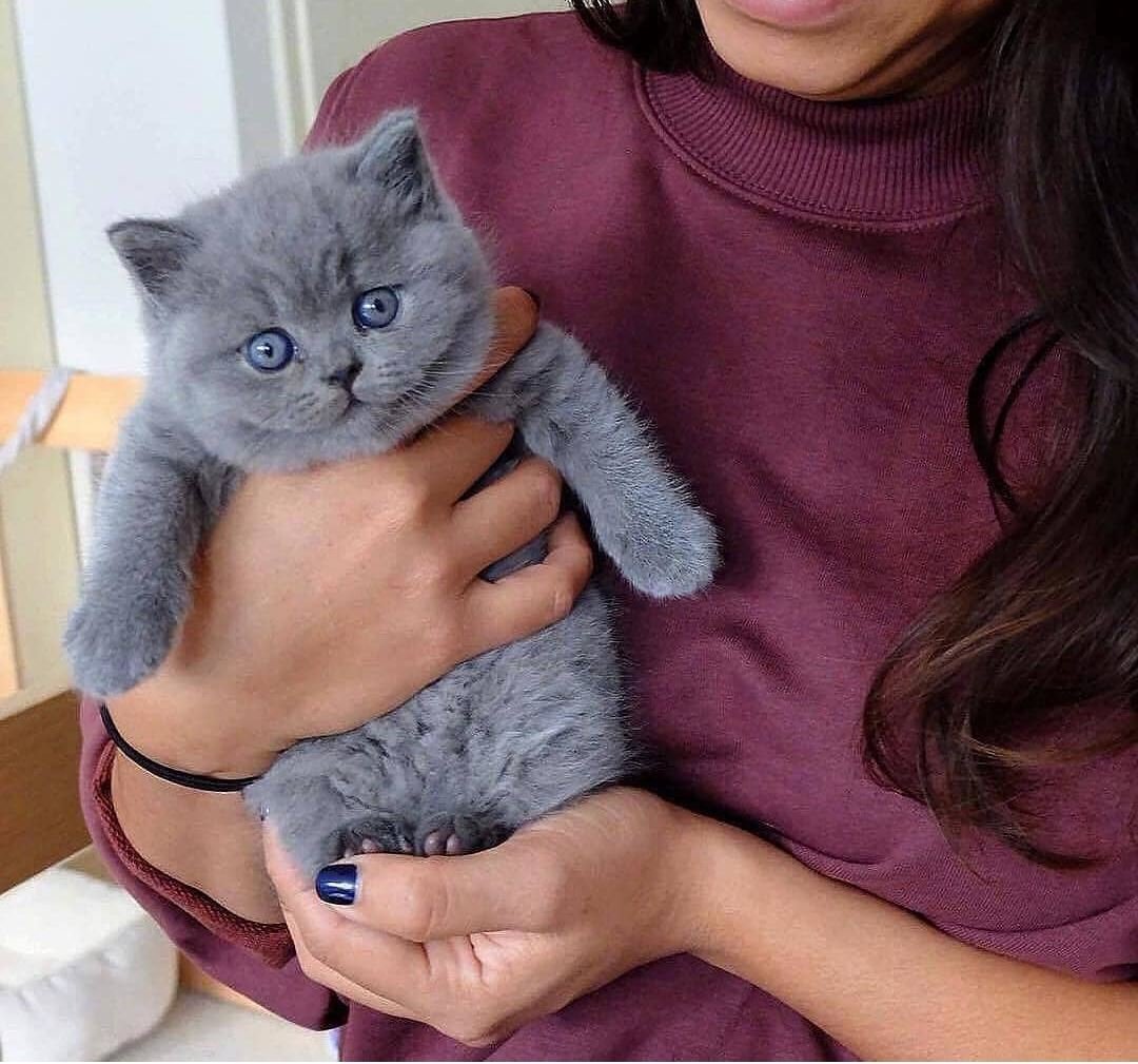 Стрижка кота