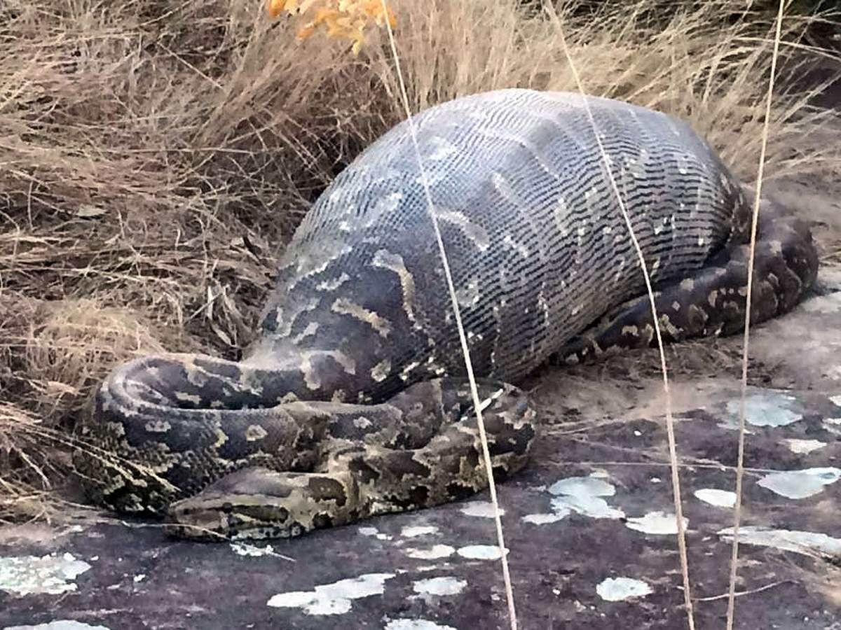 Змея Анаконда заглатывает питона