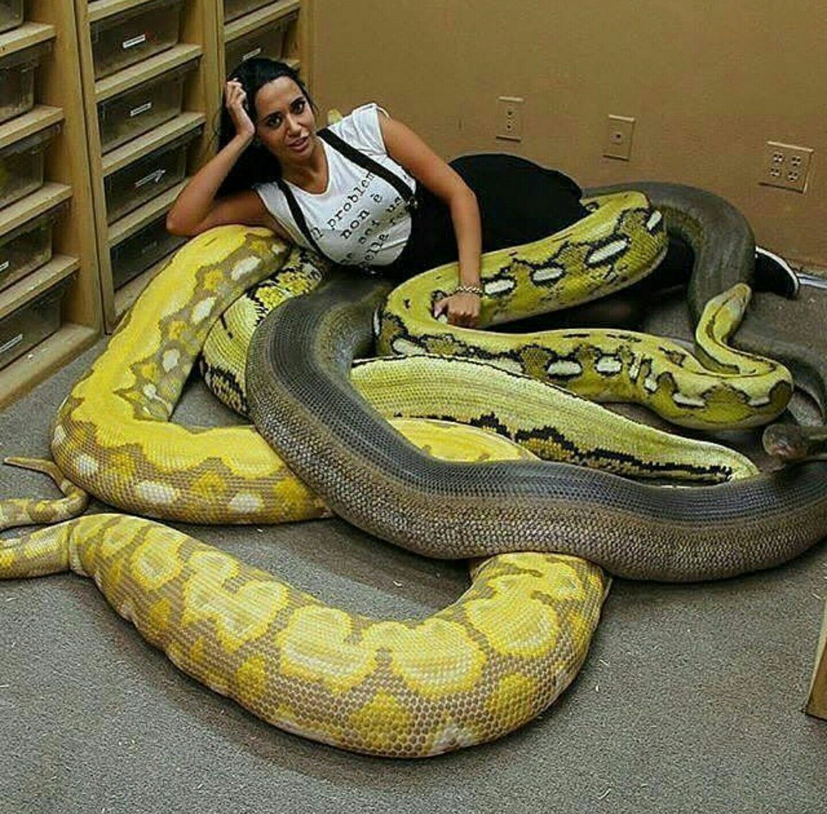 ИЛОНЛАР жанги Анаконда