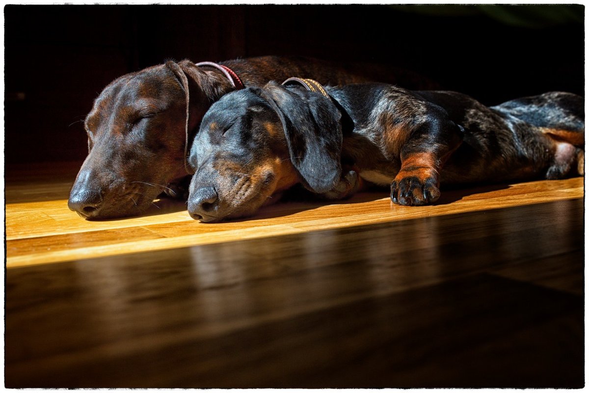 Такса лежит