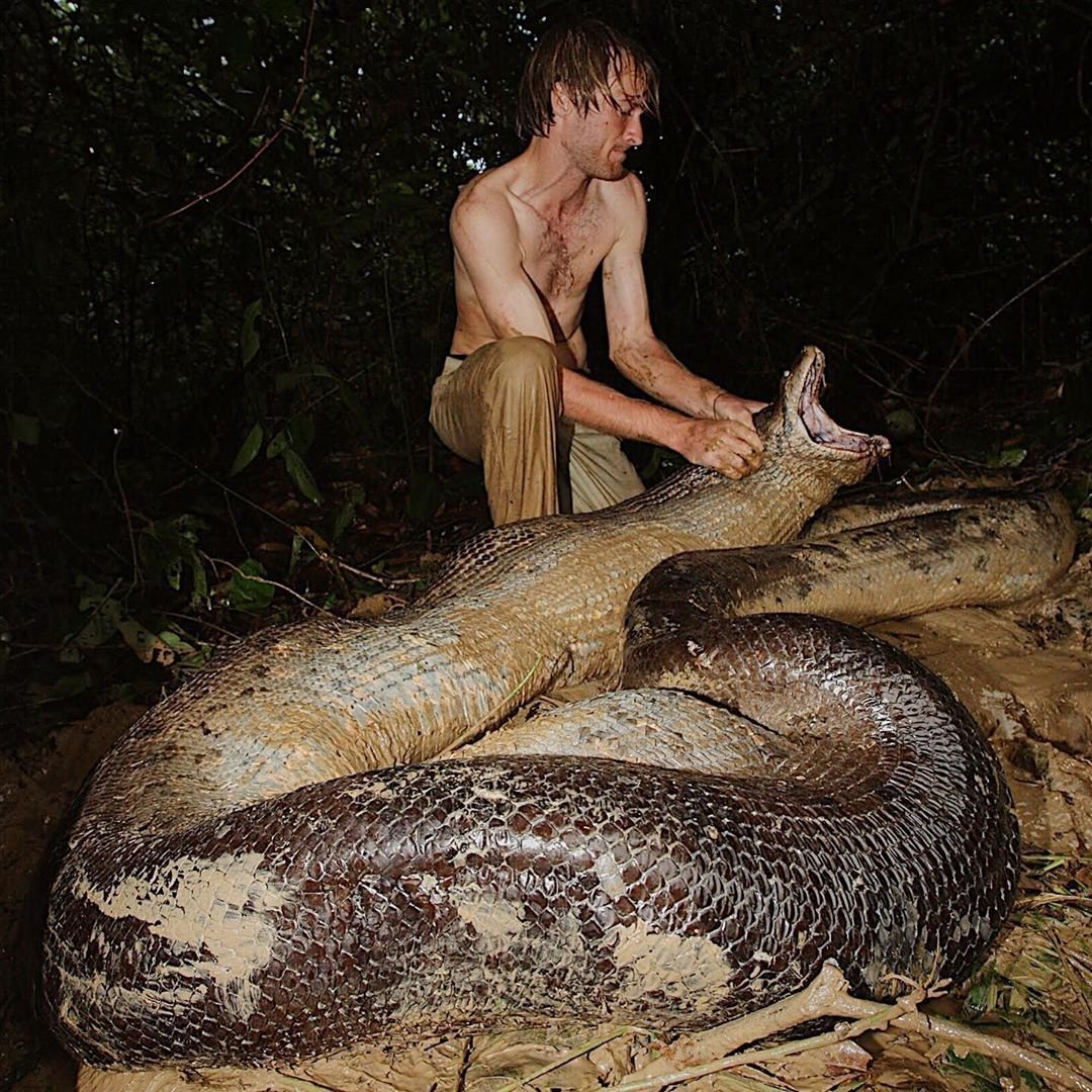 Самая большая змея в мире Анаконда