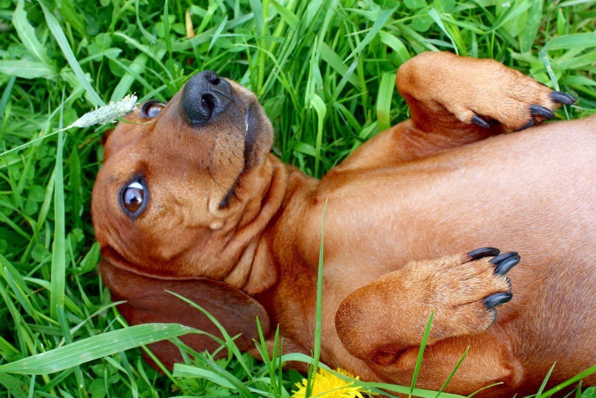 Такса в траве