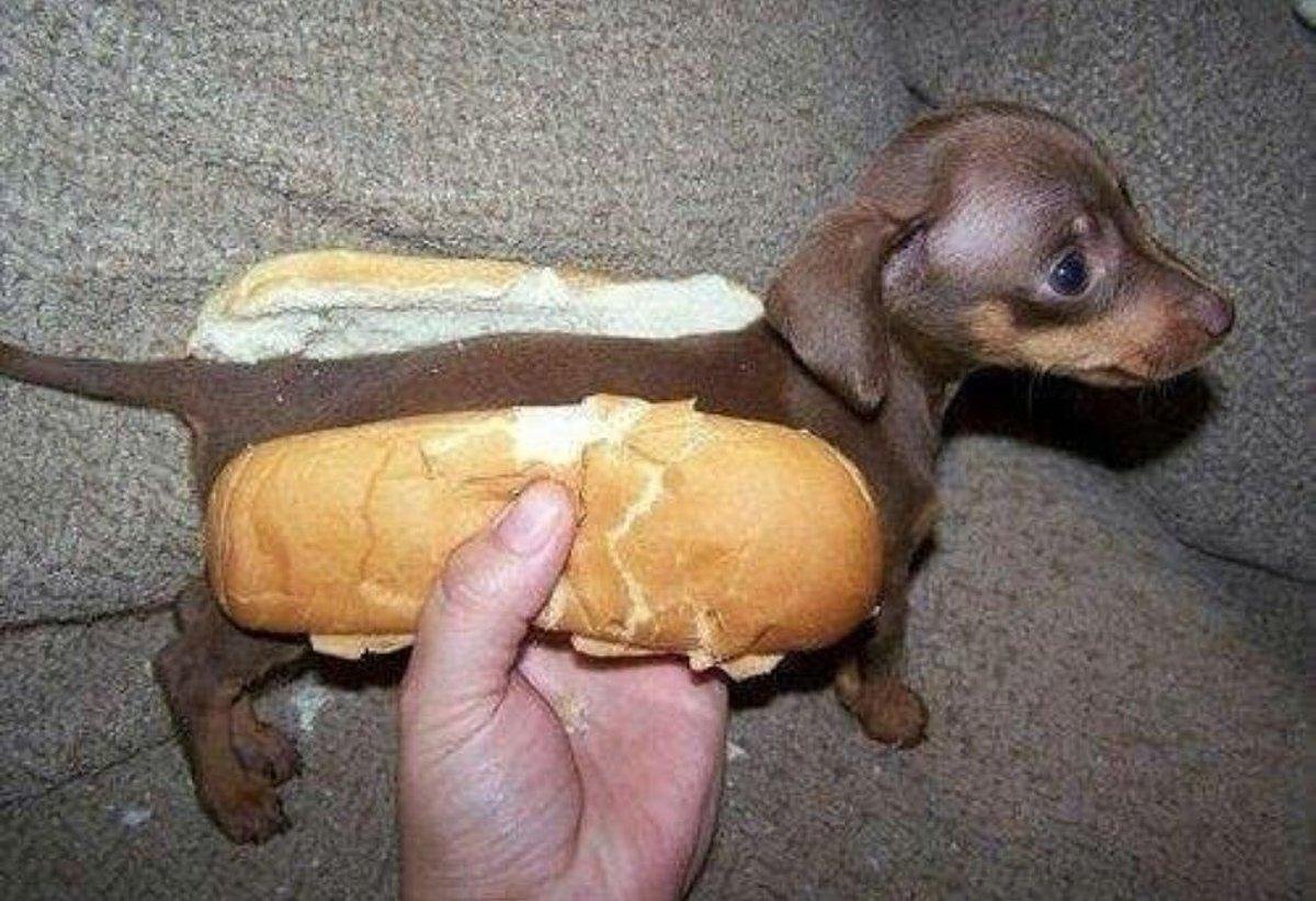 Хот дог из таксы