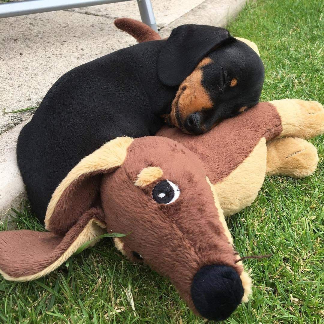 Такса Дакель