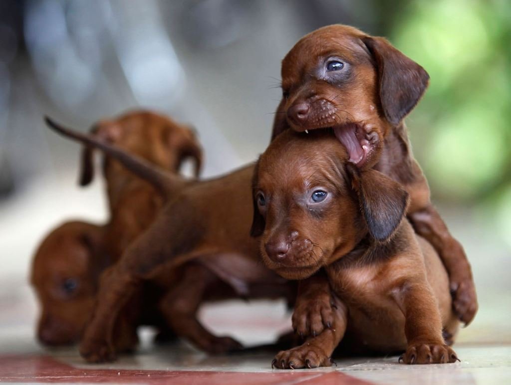 Забавные маленькие таксы