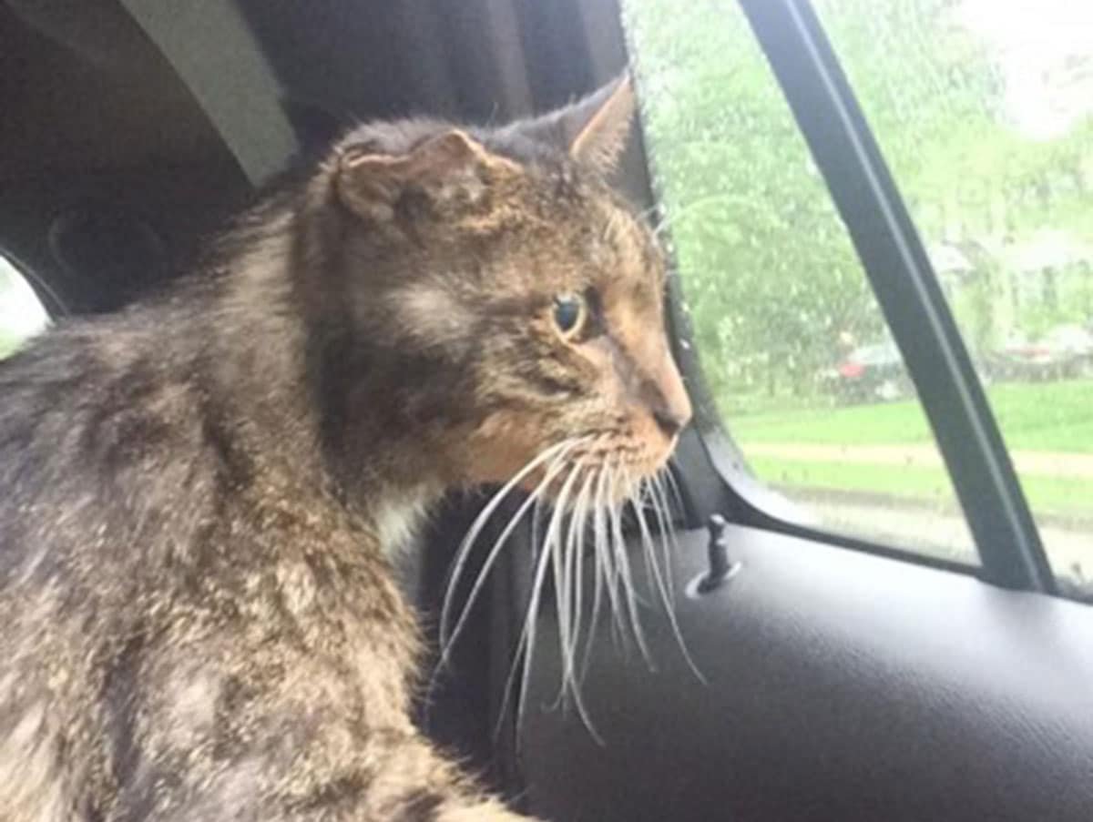 Кот Лемар из приюта