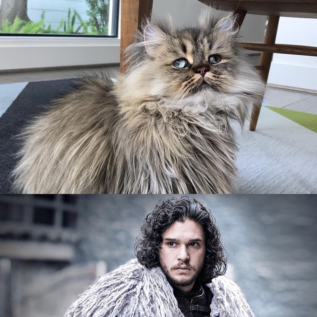 Кот Барнаби порода